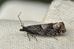 Bjørkekveldvikler (Epinotia trigonella)