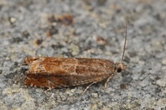 Orekveldvikler (Epinotia tenerana)