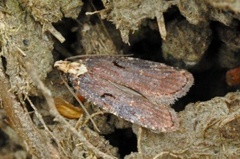 Agonopterix liturosa