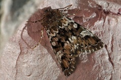 Flekkfly (Crypsedra gemmea)