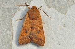 Bølgelinjet høstfly (Agrochola circellaris)