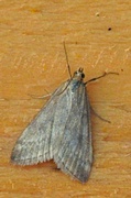 Klokkeengmott (Udea nebulalis)