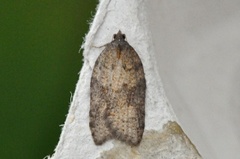 Grå flatvikler (Acleris effractana)