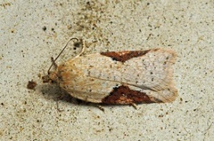 Bjørkeflatvikler (Acleris notana)