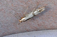 Rognebærmøll (Argyresthia conjugella)