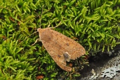 Bølgelinjet høstfly (Agrochola circellaris)