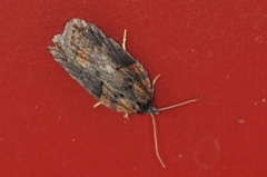 Seljeflatvikler (Acleris hastiana)