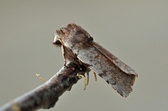 Fiolett vårfly (Cerastis rubricosa)