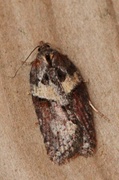 Seljeflatvikler (Acleris hastiana)