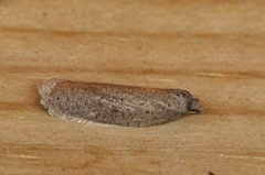 Punktflatvikler (Acleris lipsiana)