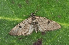 Taigadvergmåler (Eupithecia conterminata)