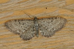 Engdvergmåler (Eupithecia satyrata)