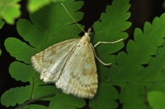 Bregneengmott (Udea decrepitalis)