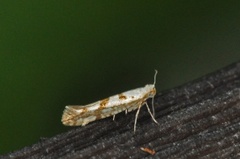 Argyresthia sorbiella