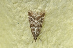 Heimosemott (Eudonia sudetica)