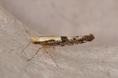 Rognebærmøll (Argyresthia conjugella)