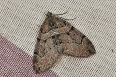 Brun einerbarmåler (Thera cognata)