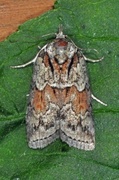 Seljeviklefly (Nycteola degenerana)