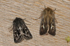 Svart sumpfly (Celaena haworthii)