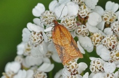 Mjødurtflatvikler (Acleris aspersana)