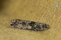 Epinotia cinereana/nisella