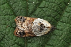 Marmorflatvikler (Acleris variegana)