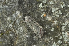 Grønt langvingefly (Actebia praecox)