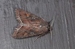 Hagelundfly (Lacanobia oleracea)