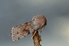 Variabelt seljefly (Orthosia incerta)