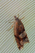 Bjørkesigdvikler (Ancylis uncella)