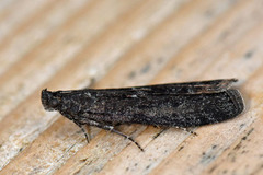 Sotsmalmott (Pyla fusca)