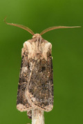 Brunpudret jordfly (Agrotis clavis)