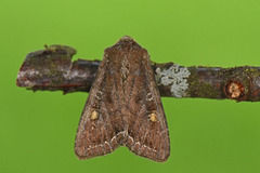 Hagelundfly (Lacanobia oleracea)