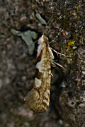 Argyresthia sorbiella