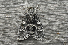 Ospekveldfly (Acronicta megacephala)