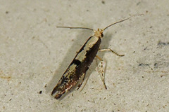 Rognebærmøll (Argyresthia conjugella)