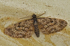 Vinkeldvergmåler (Eupithecia vulgata)