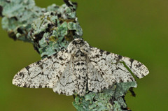 Bjørkelurvemåler (Biston betularia)