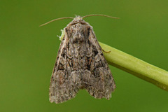 Rotstrekvierfly (Brachylomia viminalis)