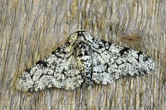 Bjørkelurvemåler (Biston betularia)