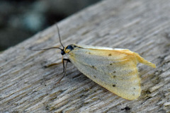 Panterspinner (Setina irrorella)