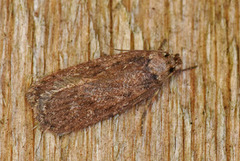 Depressaria sordidatella