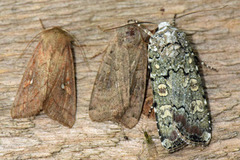 Grønt langvingefly (Actebia praecox)