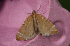 Krattbærmåler (Eulithis testata)