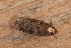 Depressaria pulcherrimella