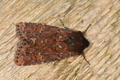 Rødt fjellengfly (Apamea kuusamoensis)