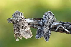 Smellefjellfly (Lasionycta proxima)