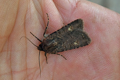 Svart jordfly (Euxoa nigricans)