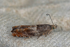 Orekveldvikler (Epinotia tenerana)