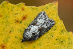 Blåbærflatvikler (Acleris maccana)